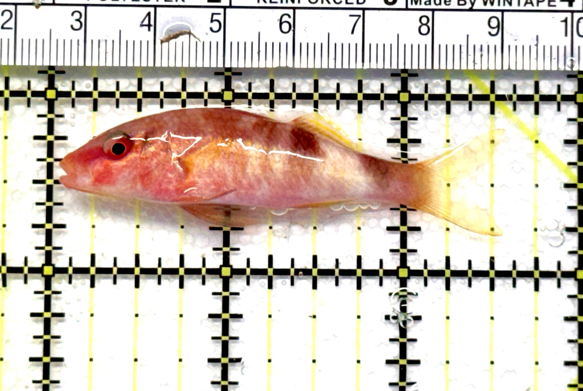 Goatfish G100601 WYSIWYG Size: M 2.5" approx