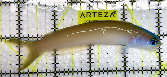 Dusky Tilefish DT092101 WYSIWYG Size: XL 4.25"