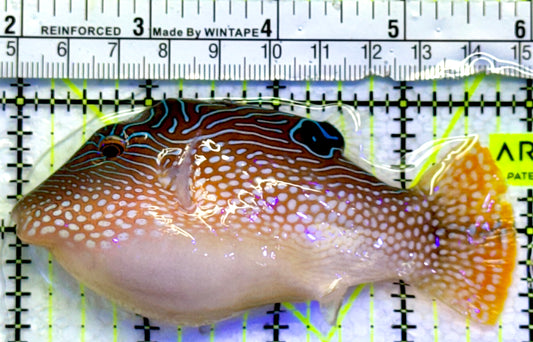 Blue Spot Toby Pufferfish BTP071901 WYSIWYG Size: 4"