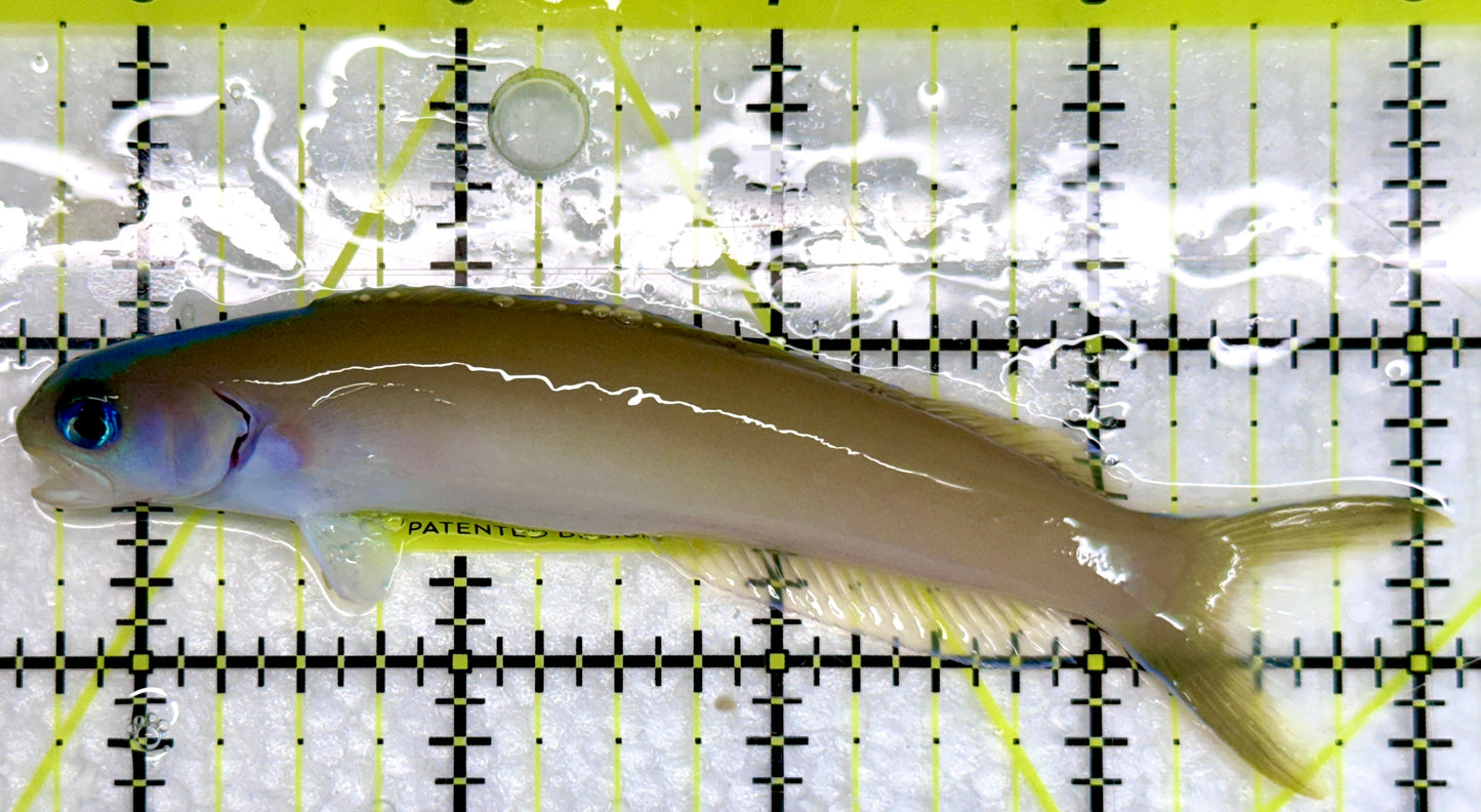 Dusky Tilefish DT092101 WYSIWYG Size: XL 4.25"