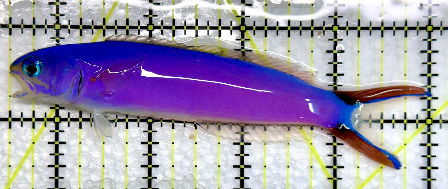 Purple Tilefish PT092102 WYSIWYG Size: XL 4.5"