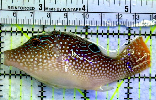 Blue Spot Toby Pufferfish BTP071902 WYSIWYG Size: 3.5"