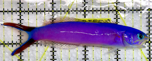 Purple Tilefish PT092102 WYSIWYG Size: XL 4.5"