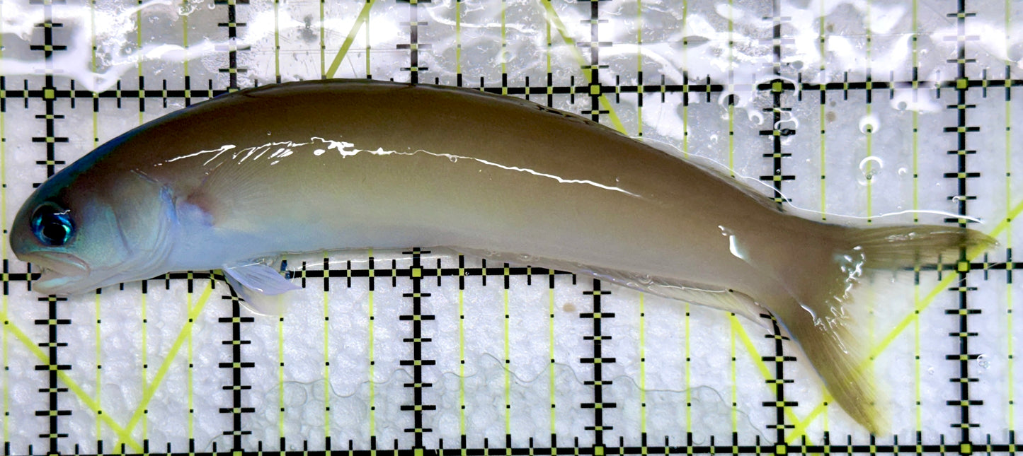 Dusky Tilefish DT092103 WYSIWYG Size: XXL 5.5"