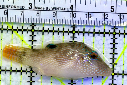 Blue Spot Toby Pufferfish BTP071903 WYSIWYG Size: 2.5"
