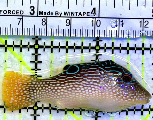 Blue Spot Toby Pufferfish BTP071904 WYSIWYG Size: 2.5"
