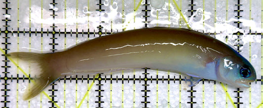 Dusky Tilefish DT092103 WYSIWYG Size: XXL 5.5"