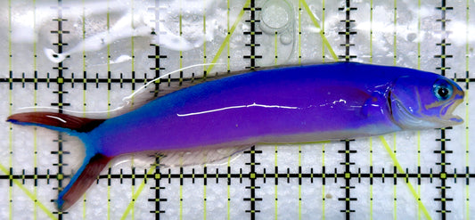 Purple Tilefish PT092103 WYSIWYG Size: XL 4.75"