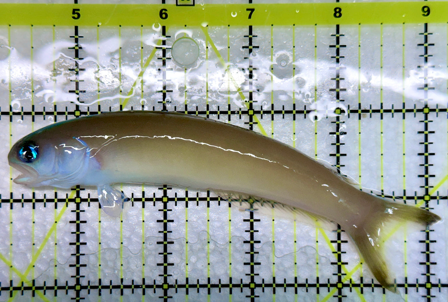 Dusky Tilefish DT092102 WYSIWYG Size: XL 5"