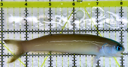 Dusky Tilefish DT092102 WYSIWYG Size: XL 5"