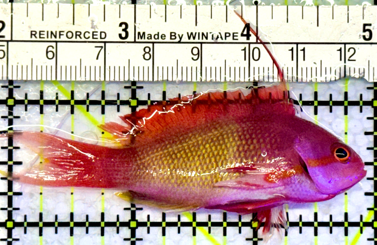 Male Lyretail Anthias (Maldives) MLA071901 WYSIWYG Size: M 3"