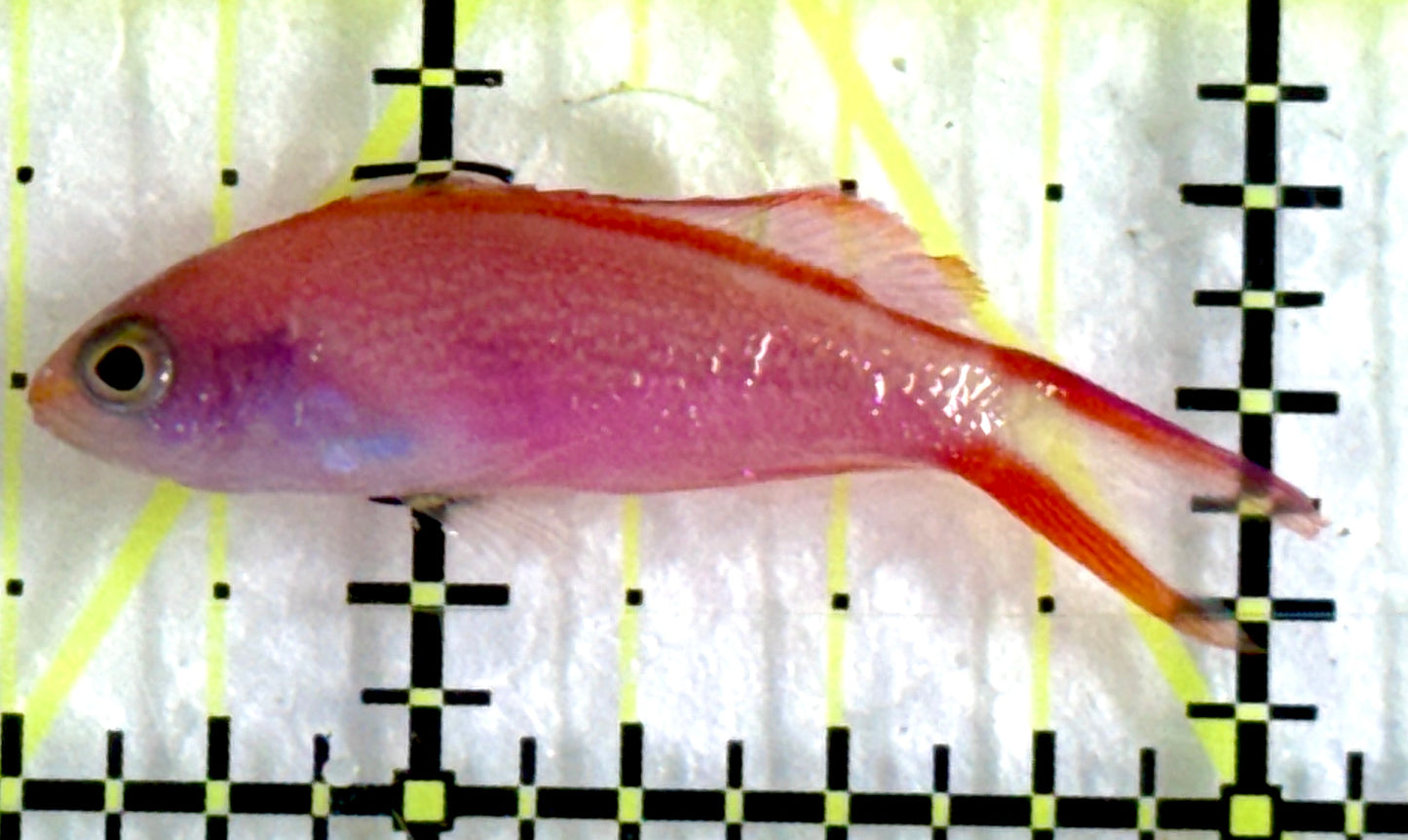 Princess Anthias PA092101 WYSIWYG Size: Tiny 1.5"