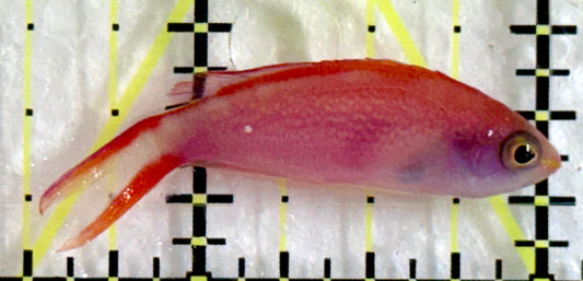 Princess Anthias PA092101 WYSIWYG Size: Tiny 1.5"