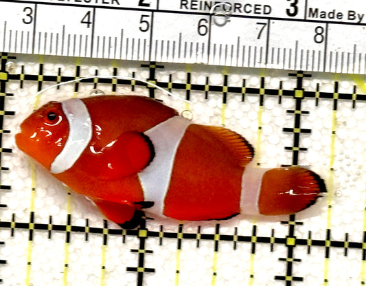 Ocellaris Clownfish OC100601 WYSIWYG Size: L 2.25" approx