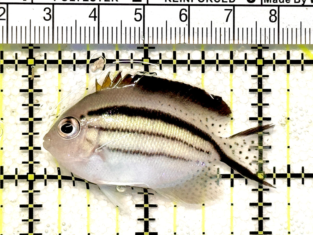 Lamarck Angelfish  Female LAF100601 WYSIWYG Size: S  2" approx