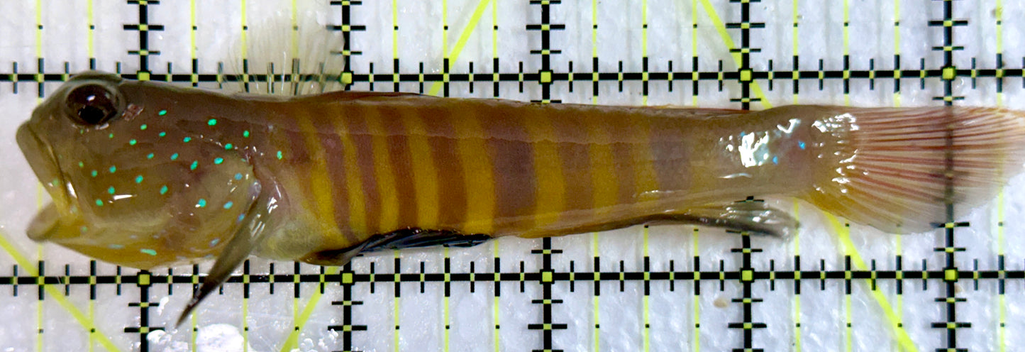 Bluespotted Watchman Goby BWG092101 WYSIWYG Size: L 5"