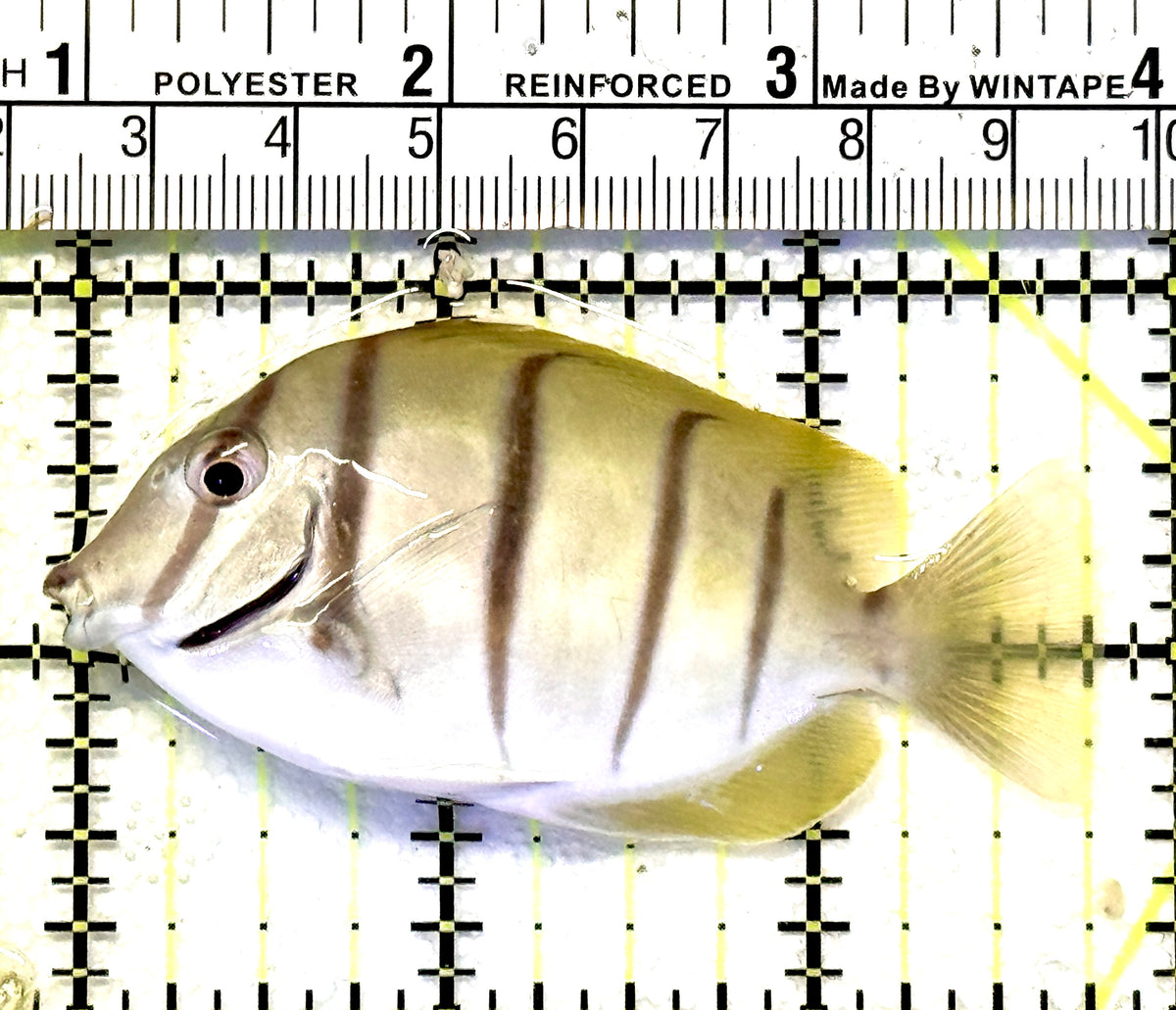 Convict Tang CT100601 WYSIWYG Size: L 3" approx
