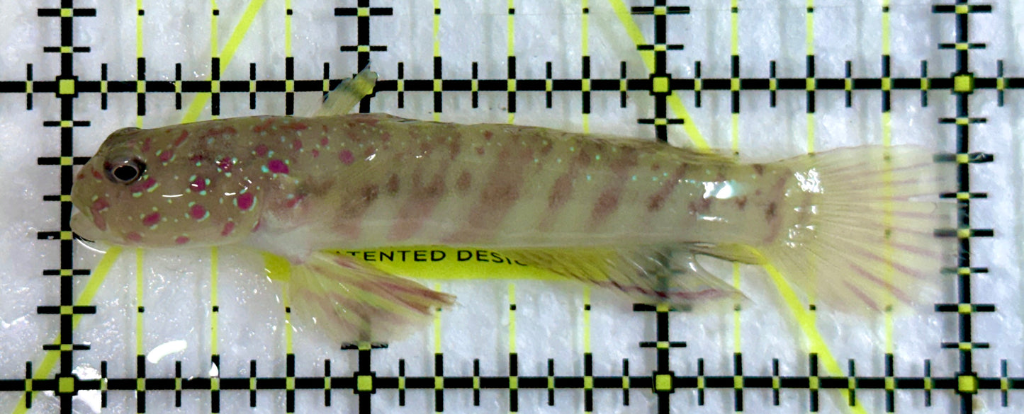 Pink Spotted Watchman Goby PSWG092102 WYSIWYG Size: M 3"