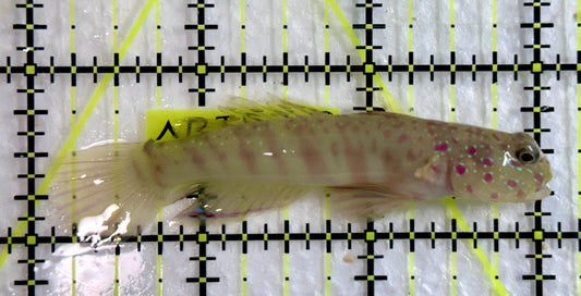 Pink Spotted Watchman Goby PSWG092102 WYSIWYG Size: M 3"