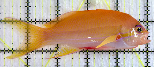 Squareback Anthias (Female) SAF092102 WYSIWYG Size: XL 4.75"