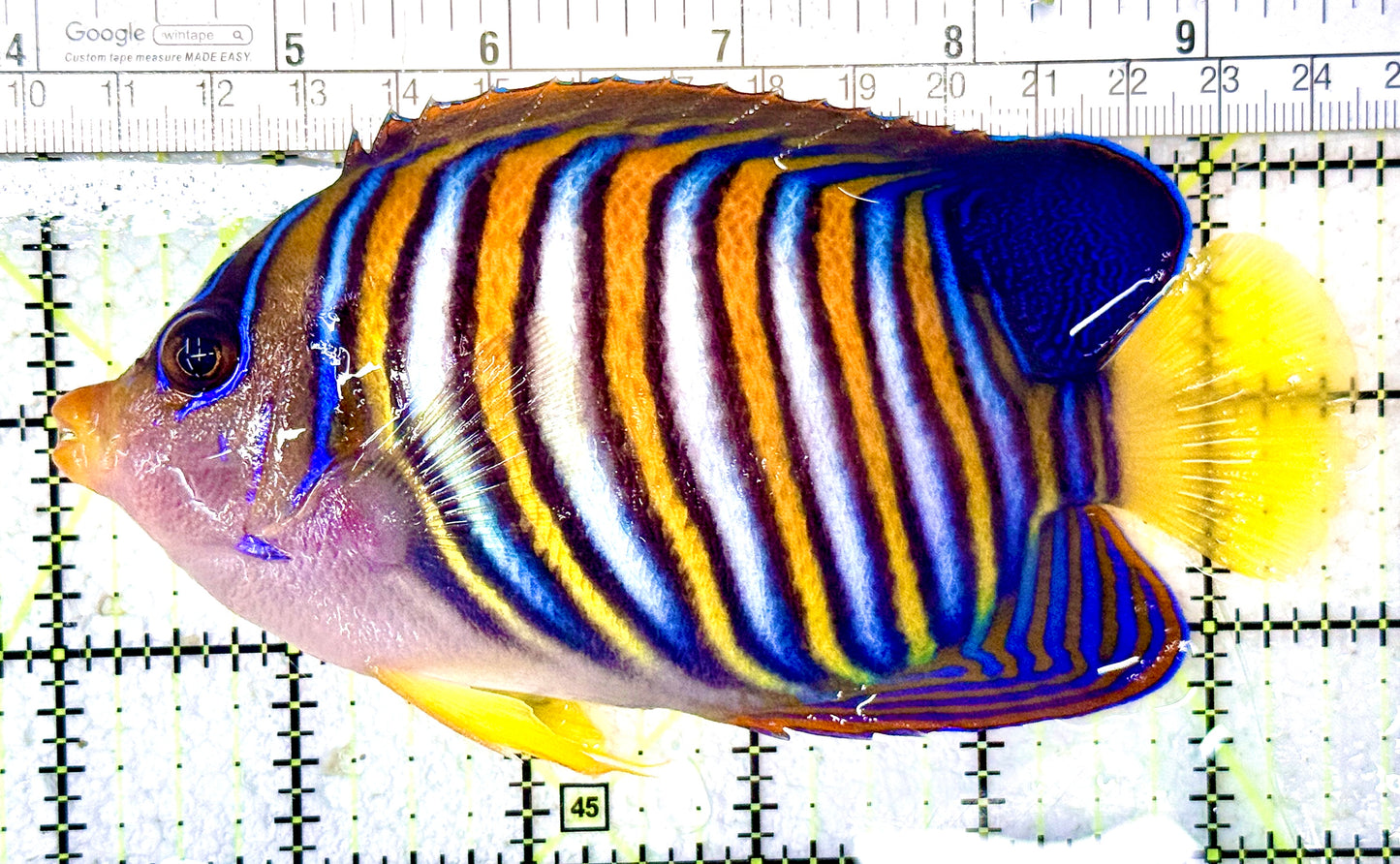 Regal Angelfish RA070601 WYSIWYG Size: XL 5.75"