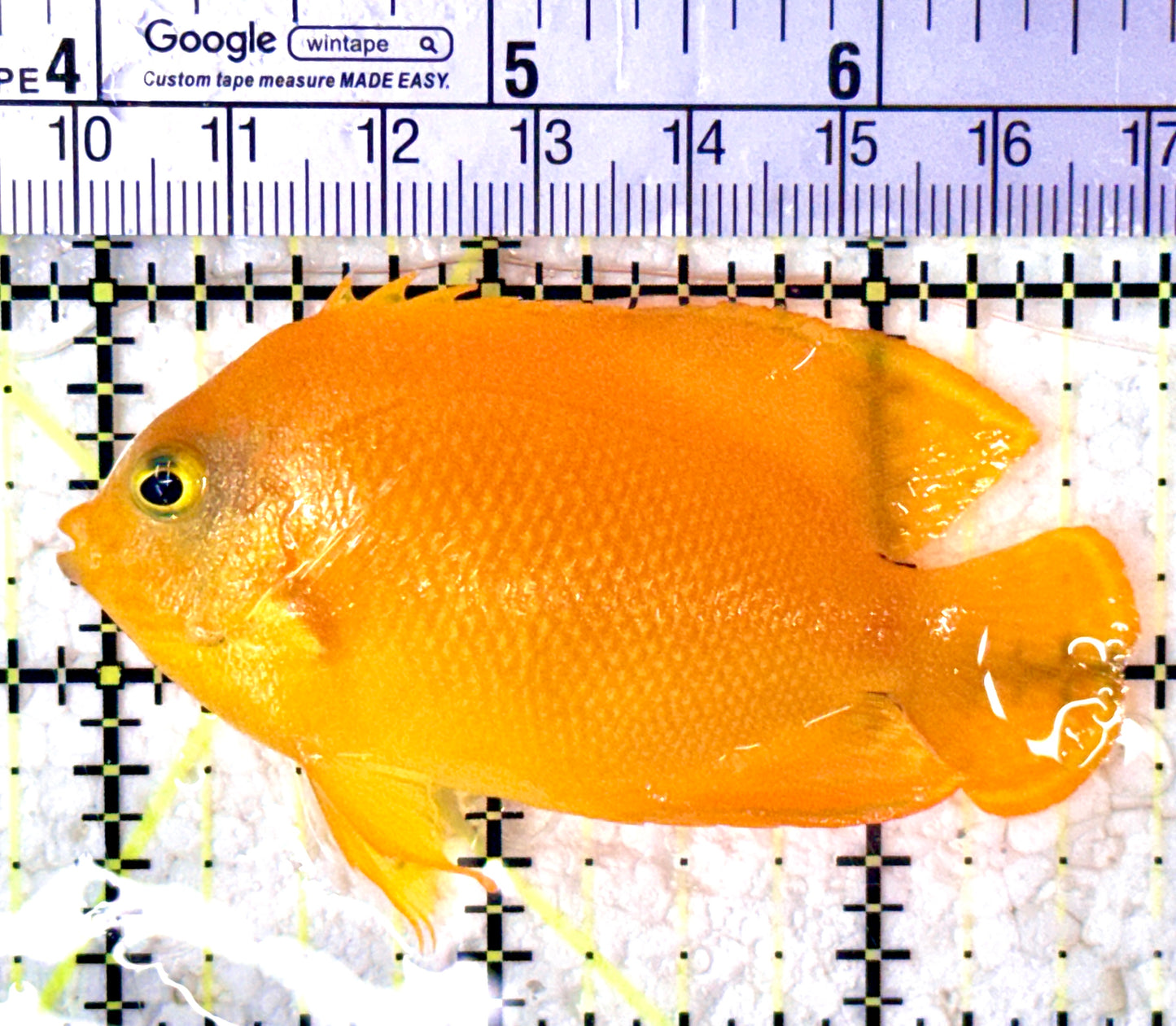 Yellow Herald's Angelfish YHA070601 WYSIWYG Size: M 2.75"