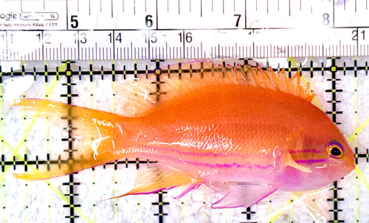 Squareback Anthias (Female) SAF070601 WYSIWYG Size: L 4"