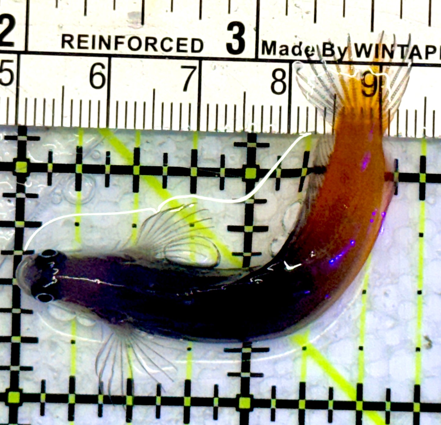 Bicolor Blenny BB071901 WYSIWYG Size: 2.5"