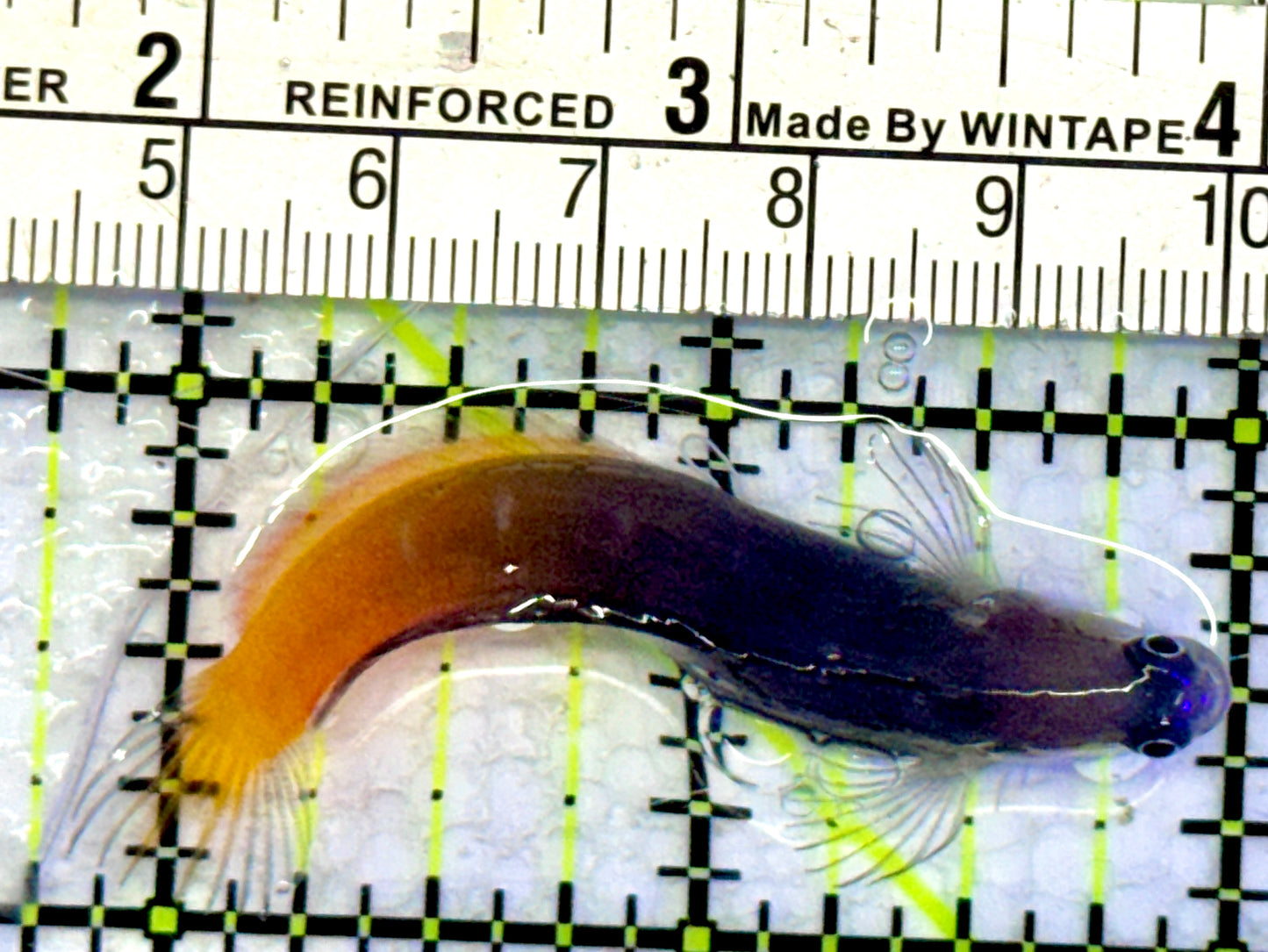 Bicolor Blenny BB071901 WYSIWYG Size: 2.5"