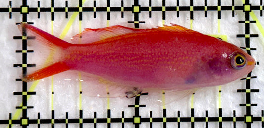 Princess Anthias PA092102 WYSIWYG Size: S 2"