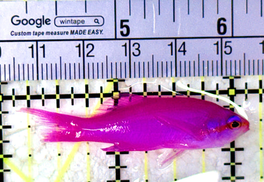 Purple Queen Anthias (Cebu) PQA070601 WYSIWYG Size: M 2"