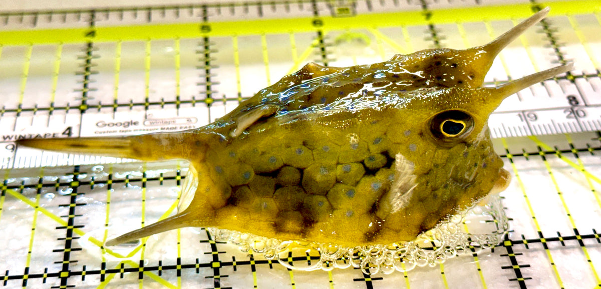 Longhorn Cowfish LC100405 WYSIWYG Size: L 4" approx