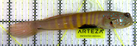 Bluespotted Watchman Goby BWG092101 WYSIWYG Size: L 5"