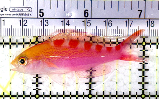 Red Saddled Anthias RSA070501 WYSIWYG Size: M 2.5" approx