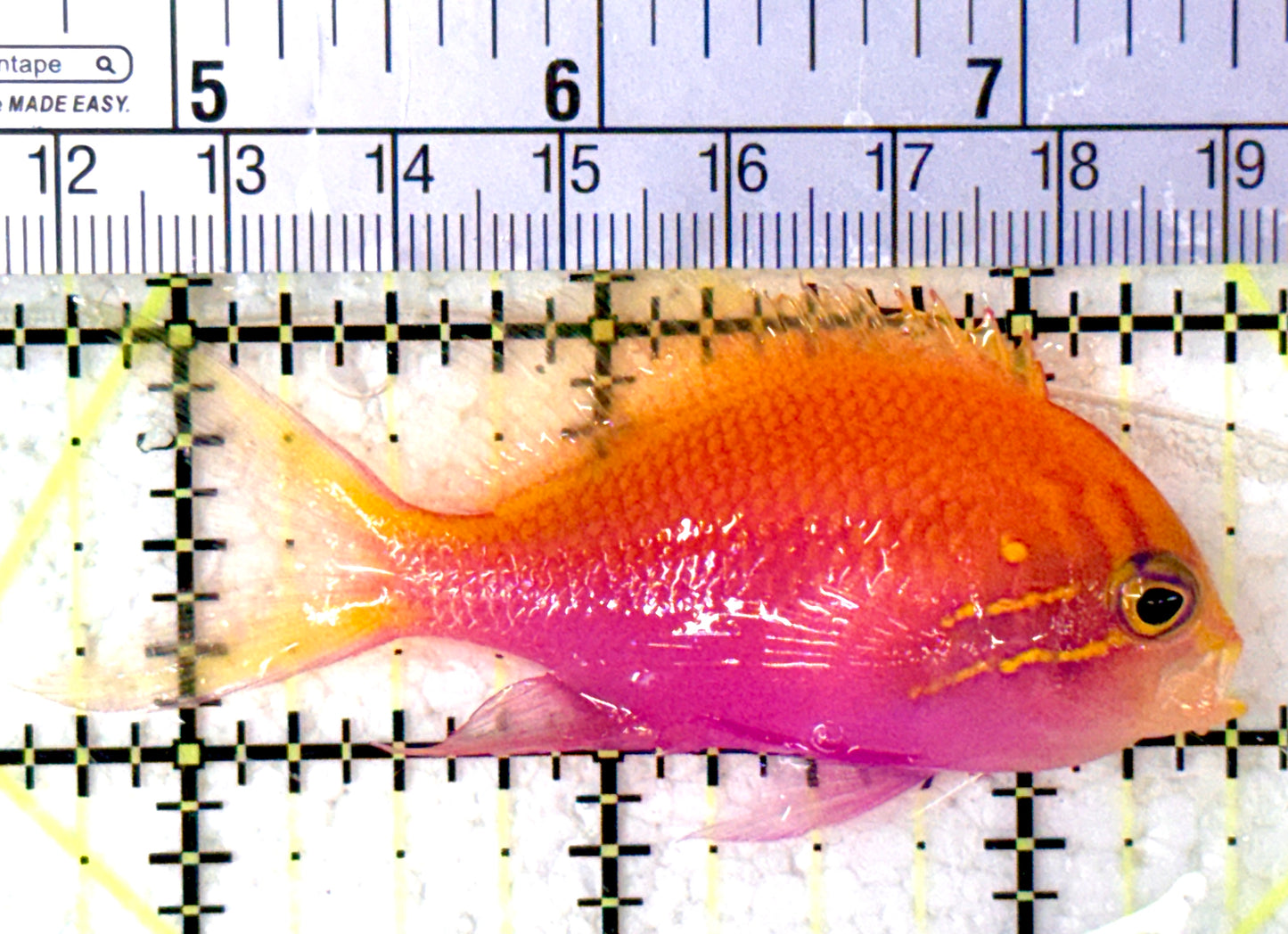 Sunburst Anthias SA070501 WYSIWYG Size: M 2.75" approx