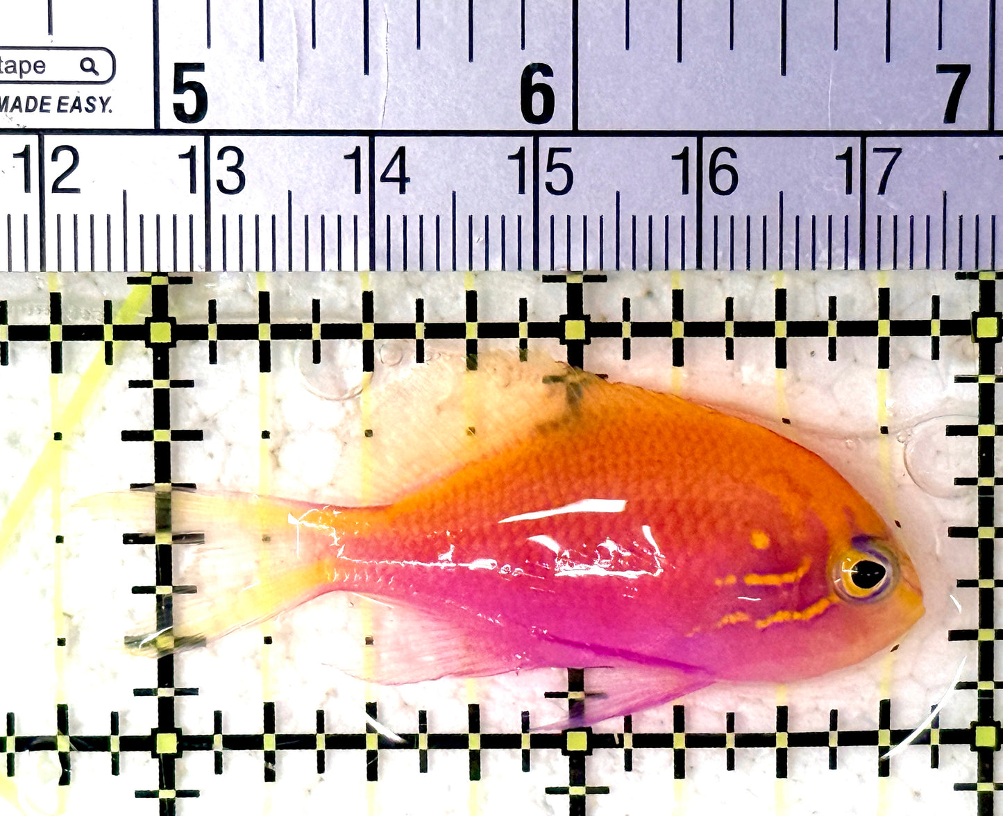 Sunburst Anthias SA070502 WYSIWYG Size: M 2.25" approx