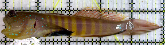 Bluespotted Watchman Goby BWG092102 WYSIWYG Size: L 5"