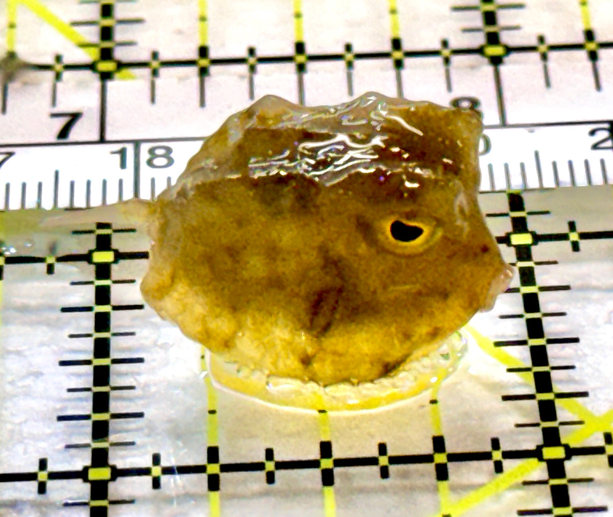 Longhorn Cowfish LC100407 WYSIWYG Size: Tiny 1" approx