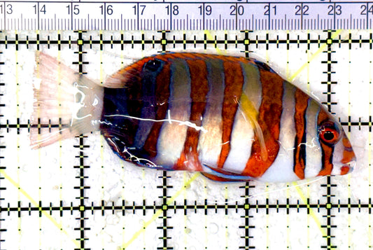 Harlequin Tuskfish HT070401 WYSIWYG Size: M 3.75" approx