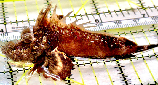 Twostick Stingfish TS100401 WYSIWYG Size: M 3" approx