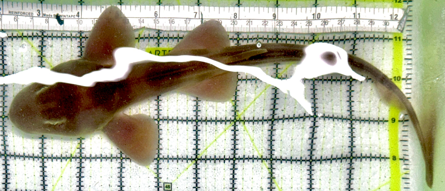 Grey Bamboo Shark GBS071902 WYSIWYG Size: XL 13"