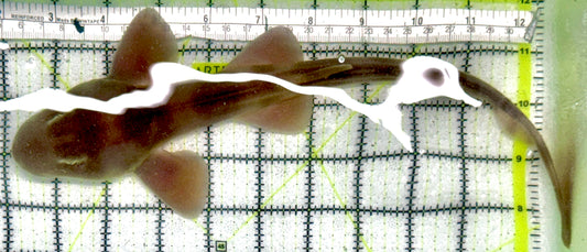 Grey Bamboo Shark GBS071902 WYSIWYG Size: XL 13"