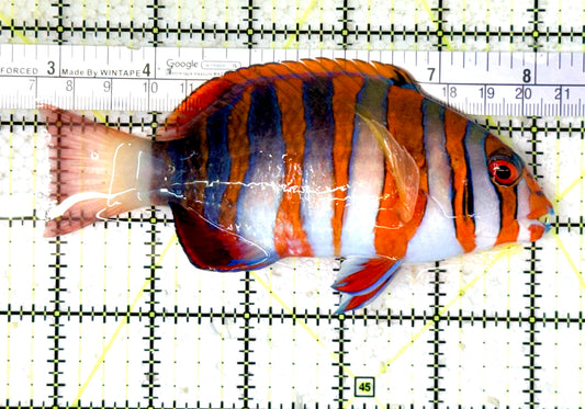 Harlequin Tuskfish HT070402 WYSIWYG Size: XL 5.5" Approx