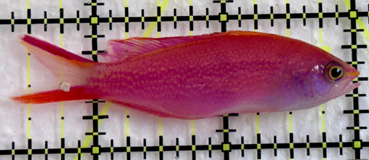 Princess Anthias PA092103 WYSIWYG Size: S 2.5"