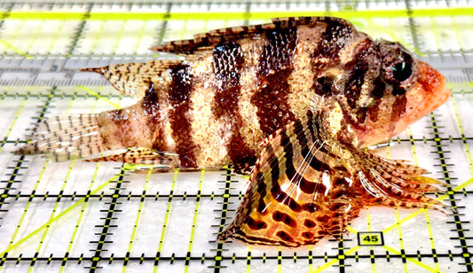 Fuzzy Dwarf Lionfish FDL100401 WYSIWYG Size: XL 4.25" approx