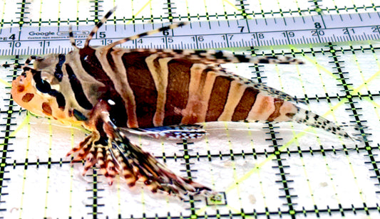 Dwarf Zebra Lionfish DZL070501 WYSIWYG Size: L 4"