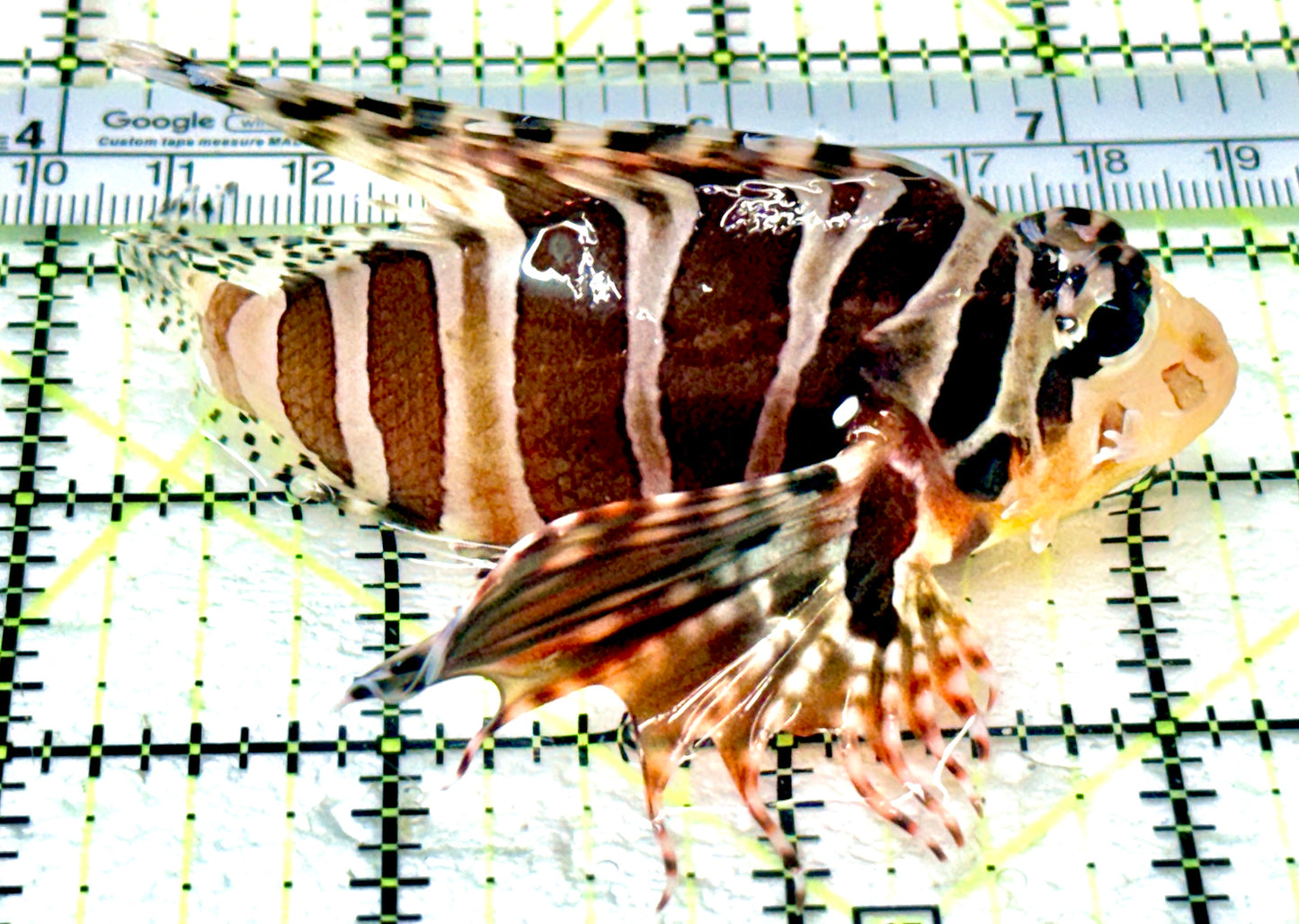 Dwarf Zebra Lionfish DZL070502 WYSIWYG Size: L 3.5"