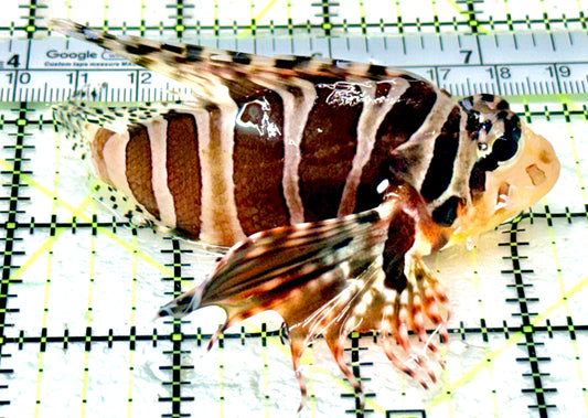 Dwarf Zebra Lionfish DZL070502 WYSIWYG Size: L 3.5"