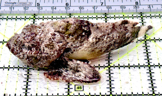 Stone Fish SF070501 WYSIWYG Size: ML 4"