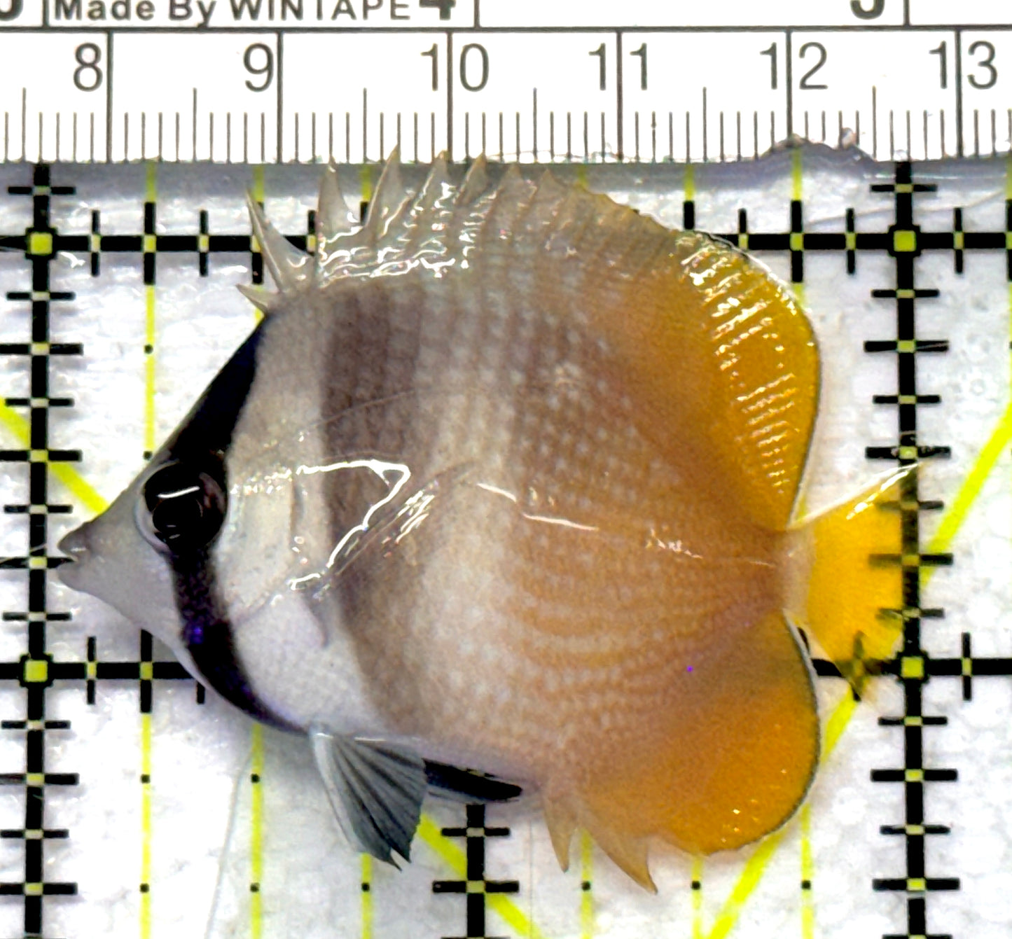 Klein's Butterflyfish KB072301 WYSIWYG Size: S 2" approx